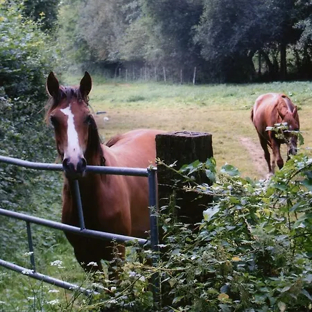 D'hote Courtoux *