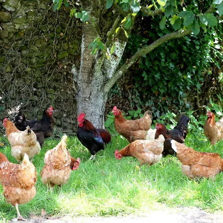 D'hote Courtoux